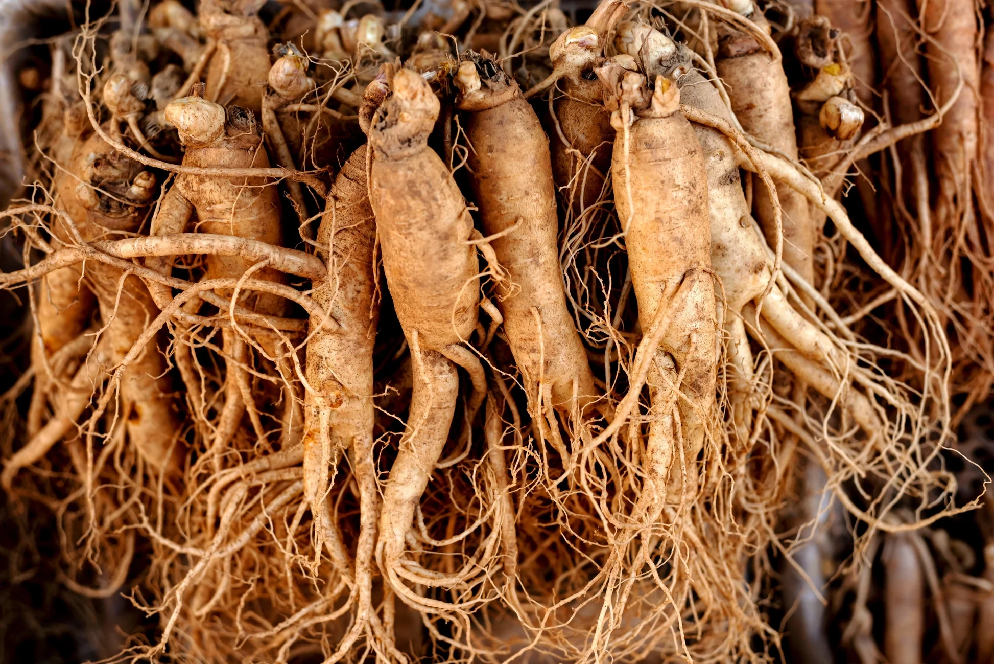 Maca Root Peruvian Extract — Sexual desire and erectile function enhancement ingredient in BoostSteelX